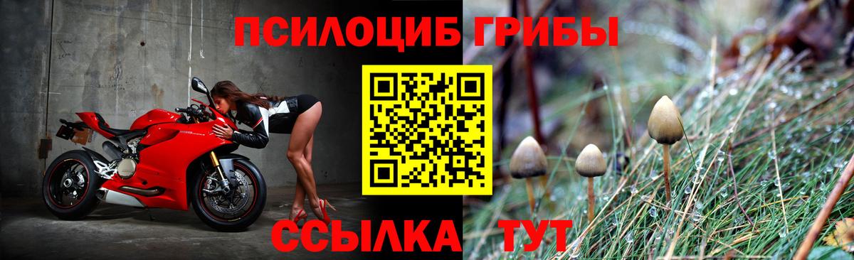 Псилоцибиновые грибы Psilocybine cubensis Воскресенск